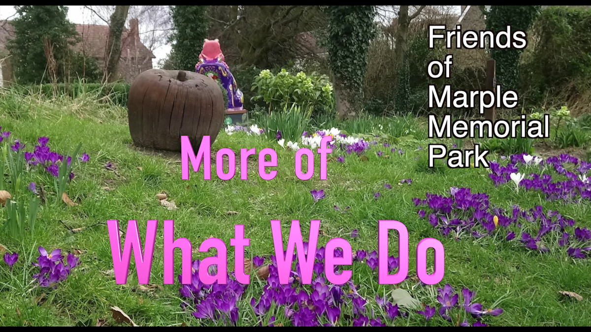 Friends of Marple Memorial Park II: More of What We Do