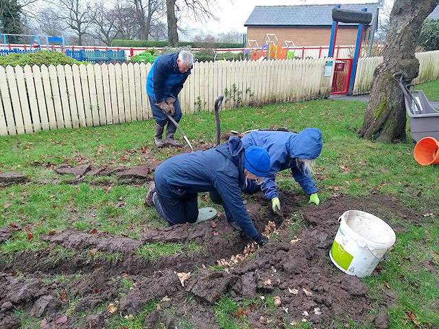 Planting bulbs