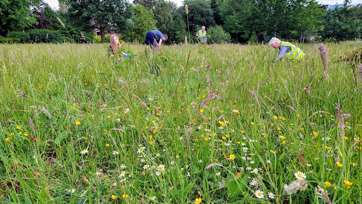 Dock bashing in the wildflower meadow