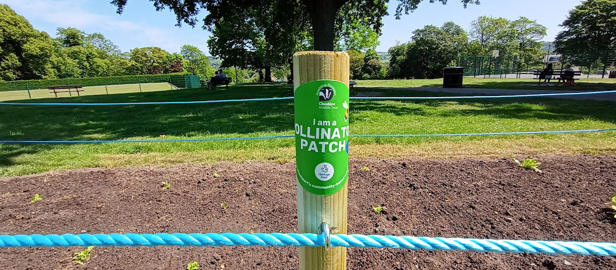 Pollinator Patch in Marple Memorial Park