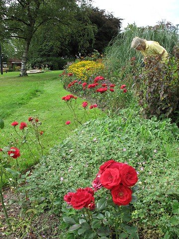 Rose Wall Hedge