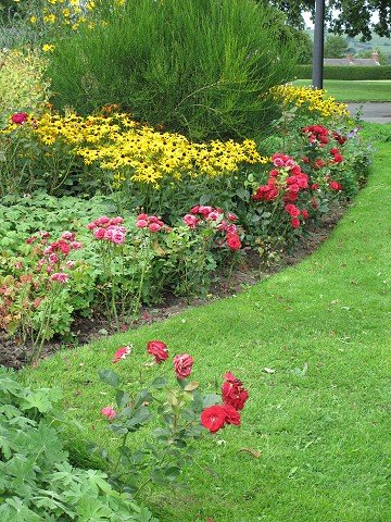 Rose Wall Hedge