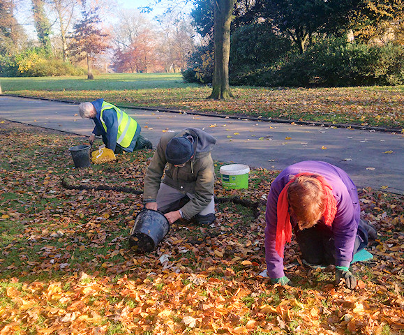 Planting Crocuses