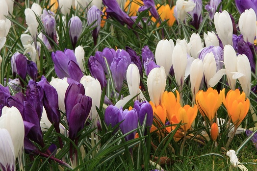 crocuses