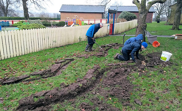 Planting bulbs