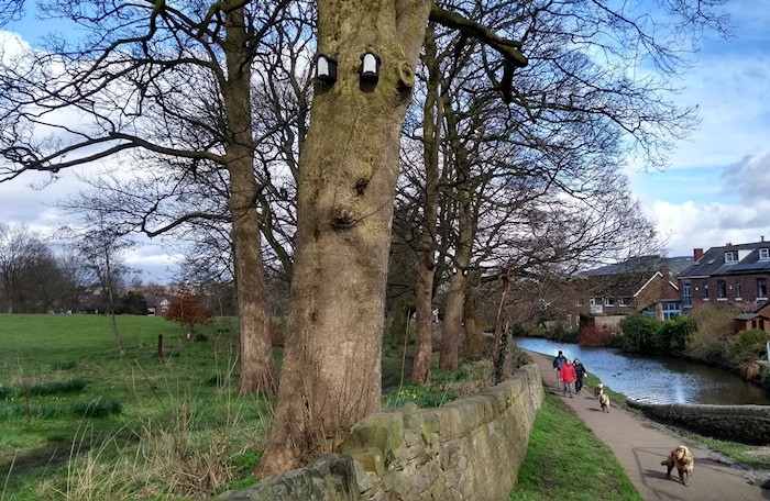 Bat Boxes along the canal woodland