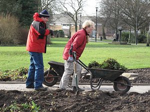 A barrow load of Polyanthas