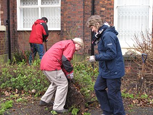 Shrubs relocated