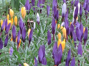 Crocus display in the woodland