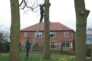 Bird boxes fitted