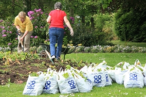 Polyanthas £1 a bag!