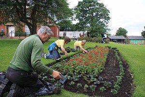 Planting even more begonias