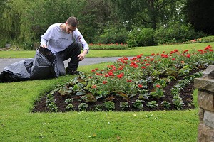 Tidying up after planting begonias