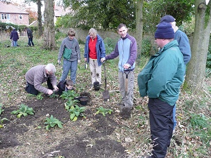 Planting wildflowers